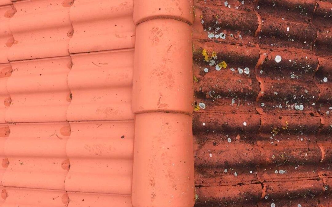 Takvask i Kristiansand med mose